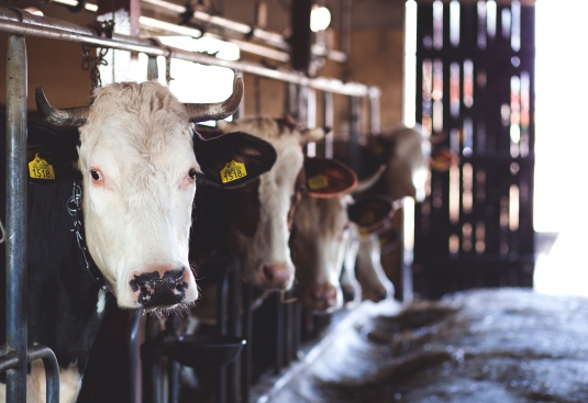 نقش عناصر کمیاب به شکل آلی در سلامت گاوها